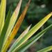 Yucca Care 101: Preventing Yellow Leaves and Maintaining Health