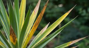 Yucca Care 101: Preventing Yellow Leaves and Maintaining Health