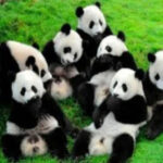 10 Unmissable Places in Sichuan Perfect for Family Travel with Children