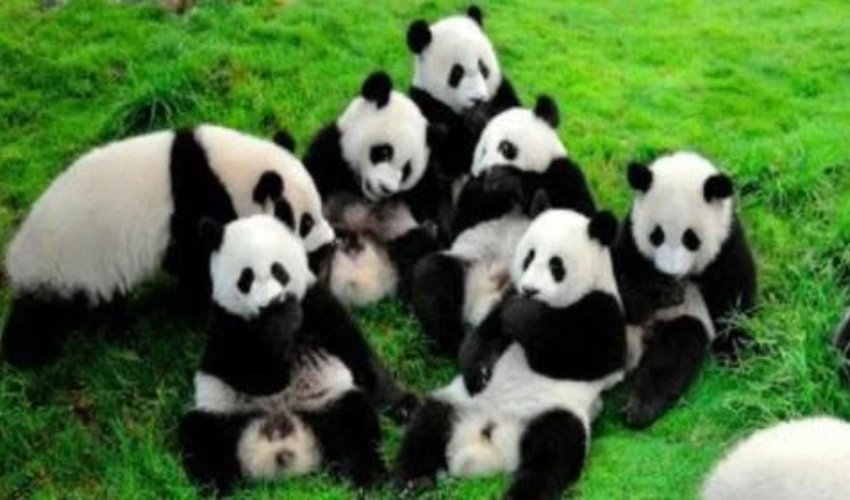 10 Unmissable Places in Sichuan Perfect for Family Travel with Children